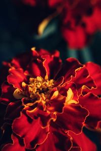 Close-up of red flowers blooming outdoors