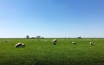 Horses grazing on grassy field