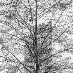 Low angle view of bare tree against sky