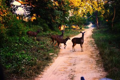 Horse walking on road amidst trees