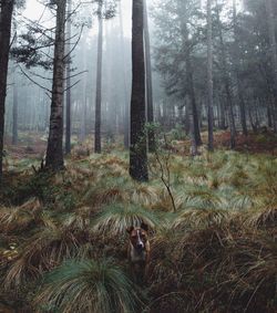 View of trees in forest