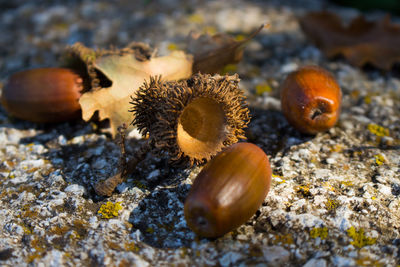 Background with autumn leaves and acorns close-up. macro of acorns.