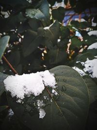 Close-up of snow on leaf