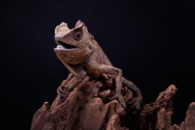 Close-up of a lizard on rock against black background
