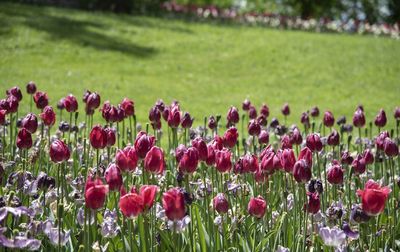 Purple tulips in field