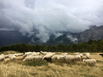 Sheep in a field