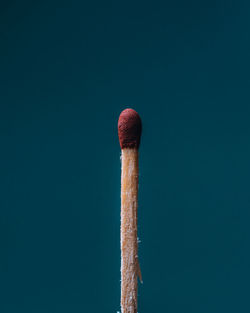 Close-up of wood against blue background