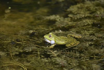 Close-up of frog perching in lake