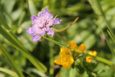 Close-up of flowers