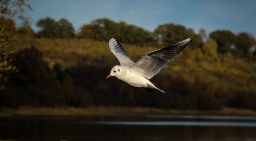 Close-up of bird flying over lake against sky