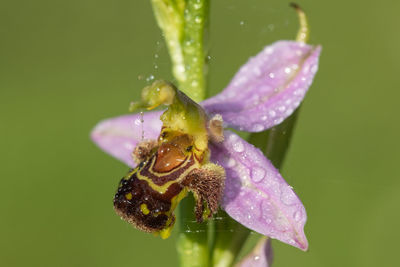 Close up of a bee orchid flower covered in dew droplets