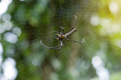 Close-up of spider on web