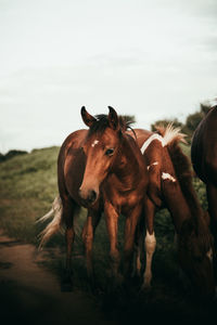 Horse in field against sky.