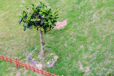 High angle view of flowering plant on field