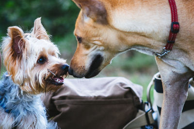 Close-up of a dog