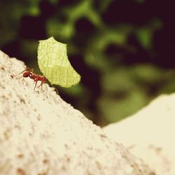 Close-up of insect on leaf