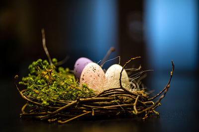 Nest with colored easter eggs isolated on a dark defocused background, easter decorations, close up