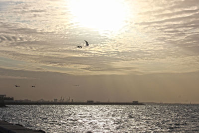 Silhouette birds flying over sea against sky