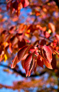 Close-up of wilted plant during autumn