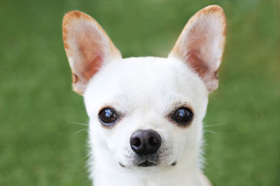 Close-up portrait of white dog