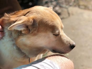 Close-up of dog looking away