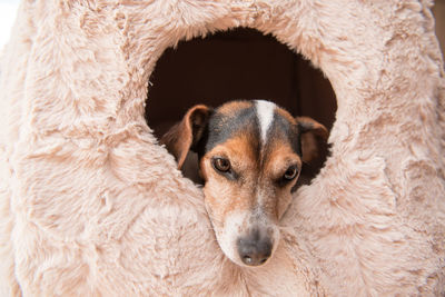 Close-up portrait of a dog