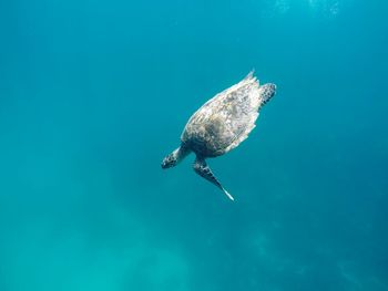 Turtle swimming in sea