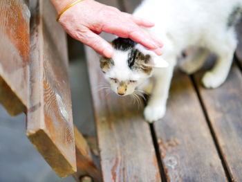 Close-up of hand feeding on wood