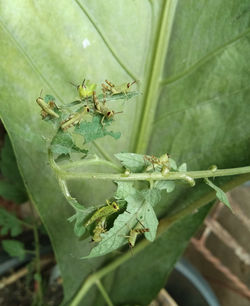 Close-up of insect on plant