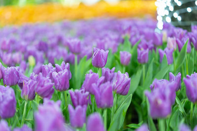 Close-up of pink crocus flowers growing on field