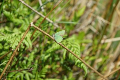 Close-up of butterfly on plant
