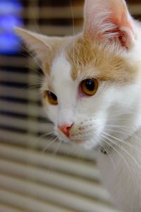 Close-up portrait of cat