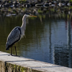 Gray heron perching on lakeshore