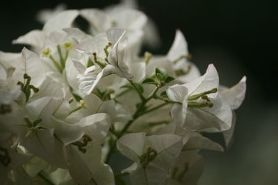 Close-up of white bougainvillea