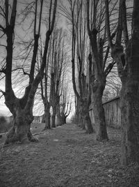 Pathway along trees in forest