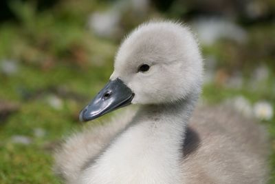 Close-up of a bird