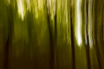 Full frame shot of green leaves