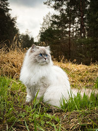 Cat sitting on grassy field