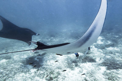 Fish swimming in sea