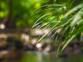 Close-up of wet plant