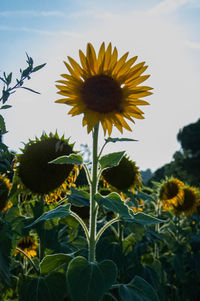 Close-up of sunflower blooming against sky