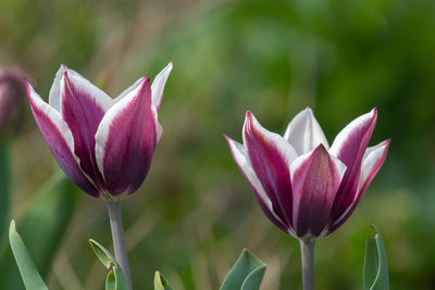 Close up of purple and white tulips in bloom