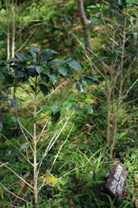 Close-up of fruit growing on field