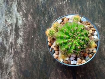 High angle view of potted plants in bowl on table