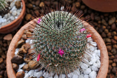 Close-up of cactus flower pot