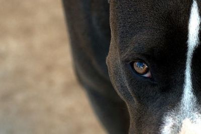 Close-up portrait of dog