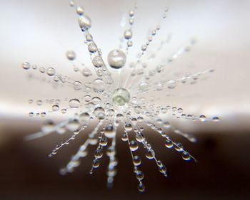 Water drops in dandelion seed in macro 