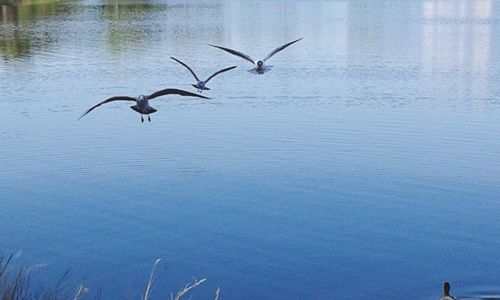Bird flying over water