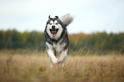 Dog running on grass