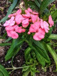 Close-up of pink flowering plant